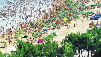 黄葛树今日头条新闻,千年古树焕新颜，见证城市变迁与生态保护新篇章